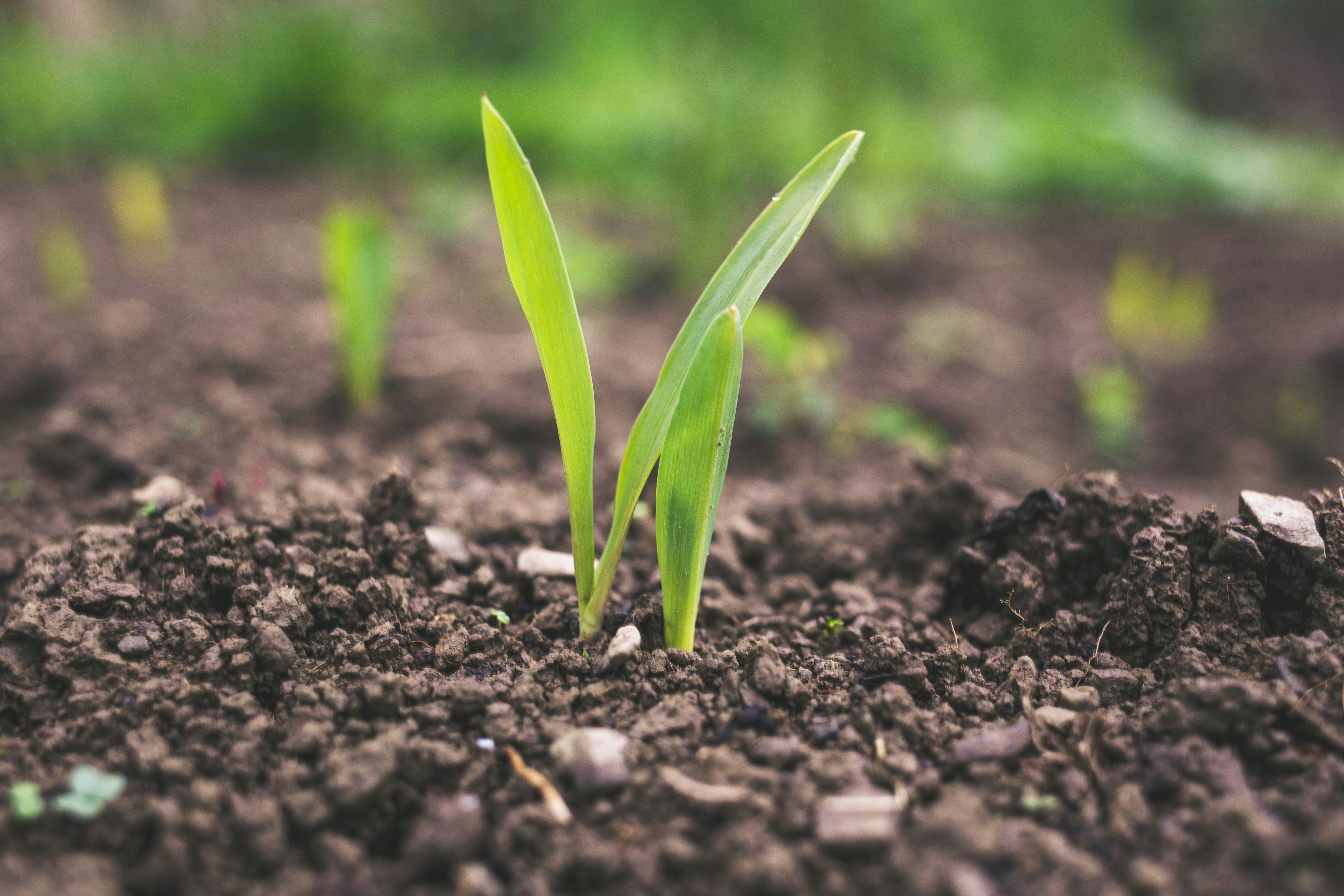 BirdDog Section 180 residual soil fertility deduction — qualify for $750–$2,000 per acre in tax savings