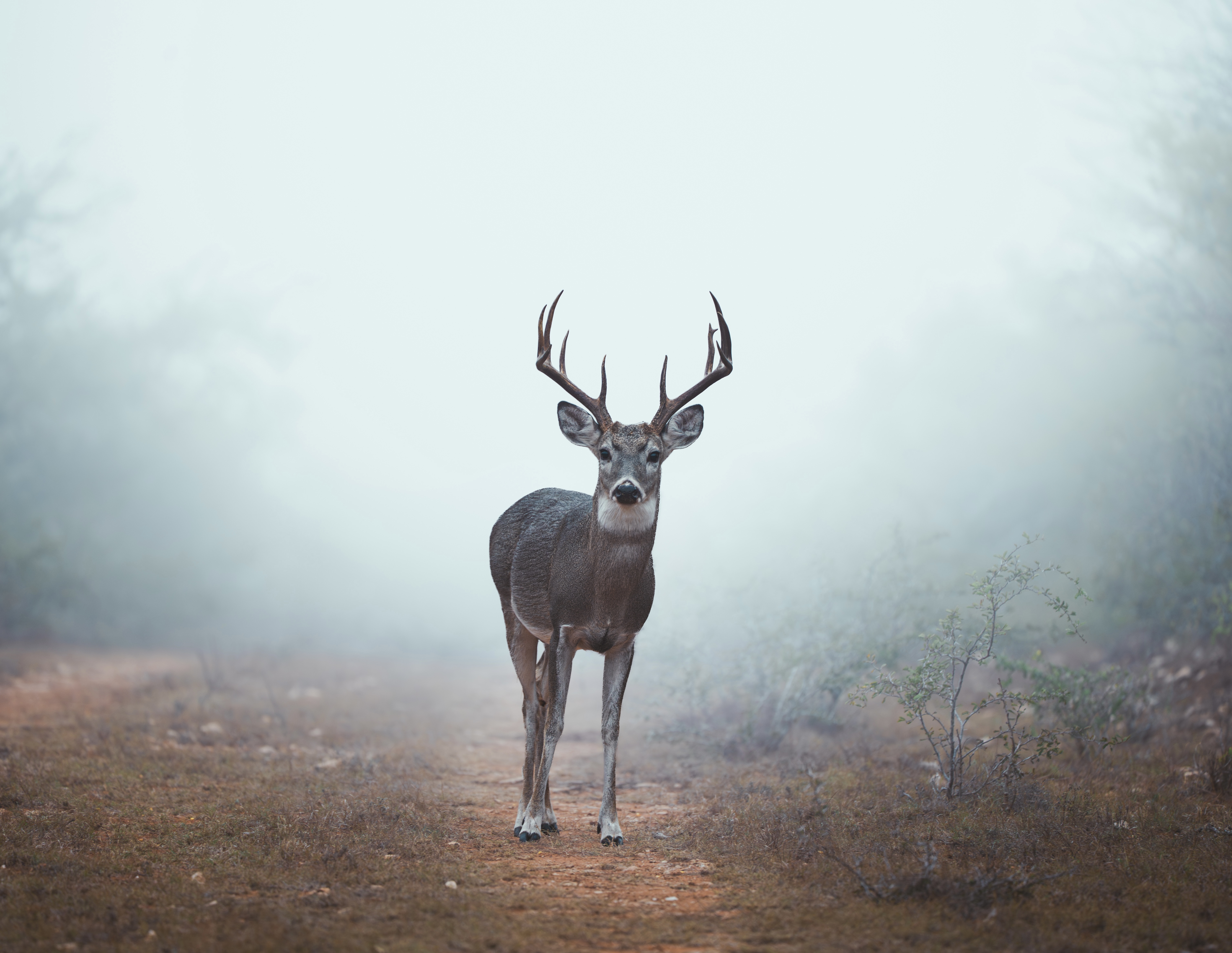 Late Season Deer Hunting Strategies That Work BirdDog