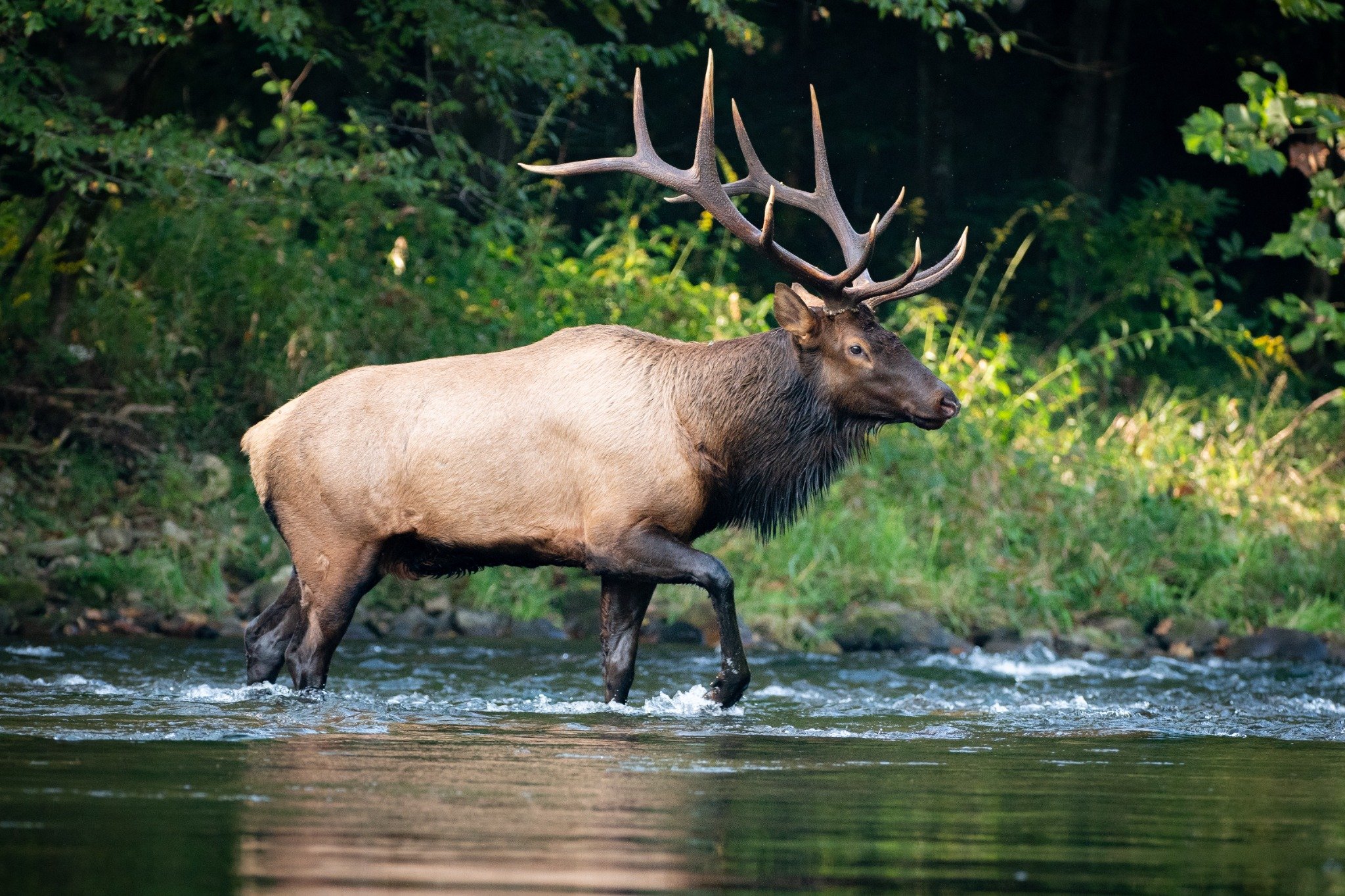 Top 5 U.S. Hunting Destinations BirdDog