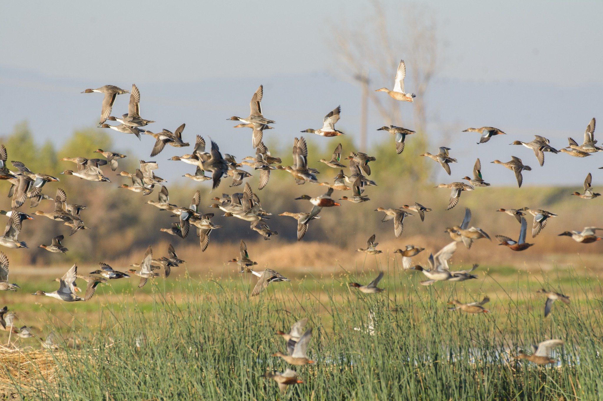 Texas Waterfowl Hunting BirdDog