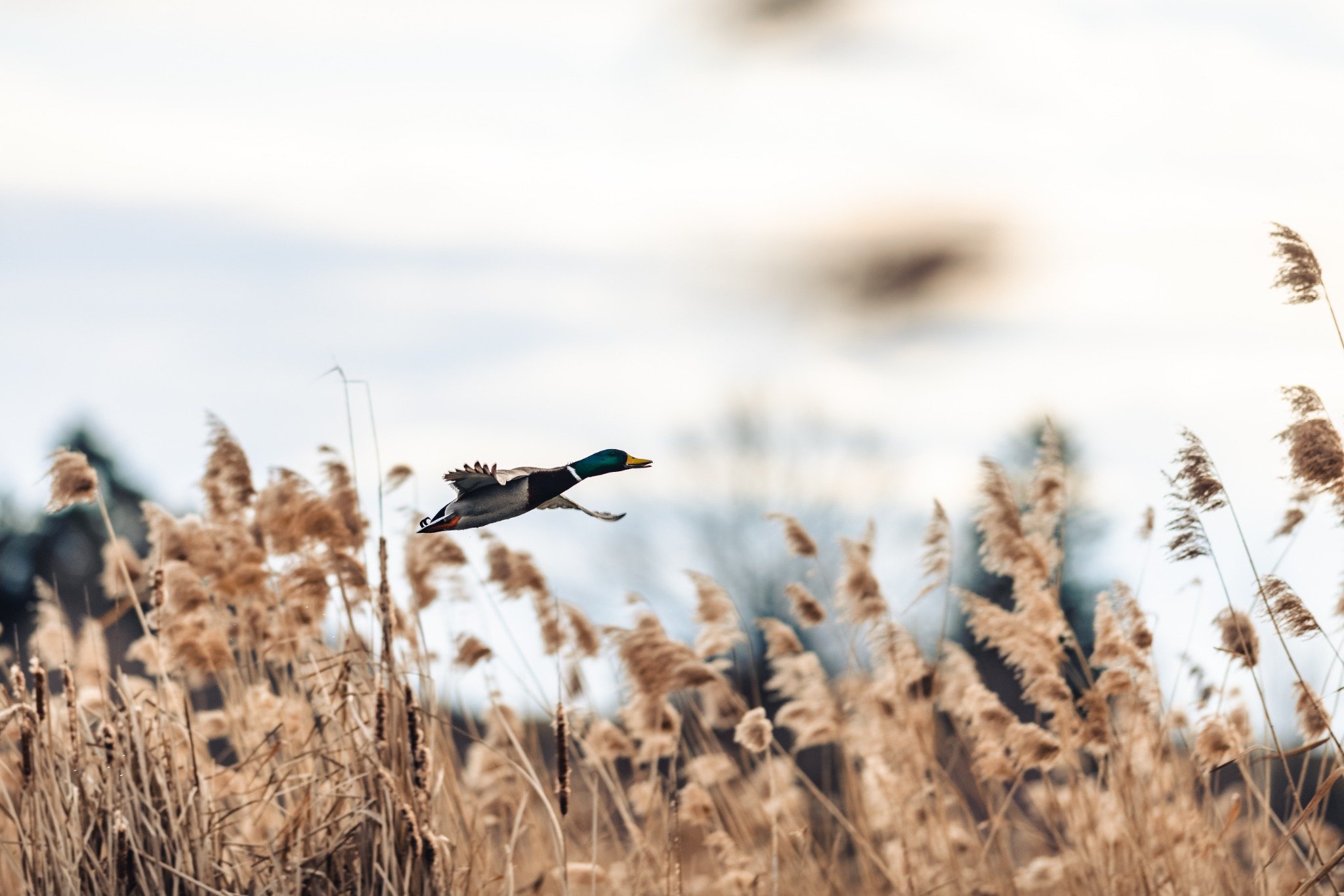 Setting Up Your First Waterfowl Spread BirdDog