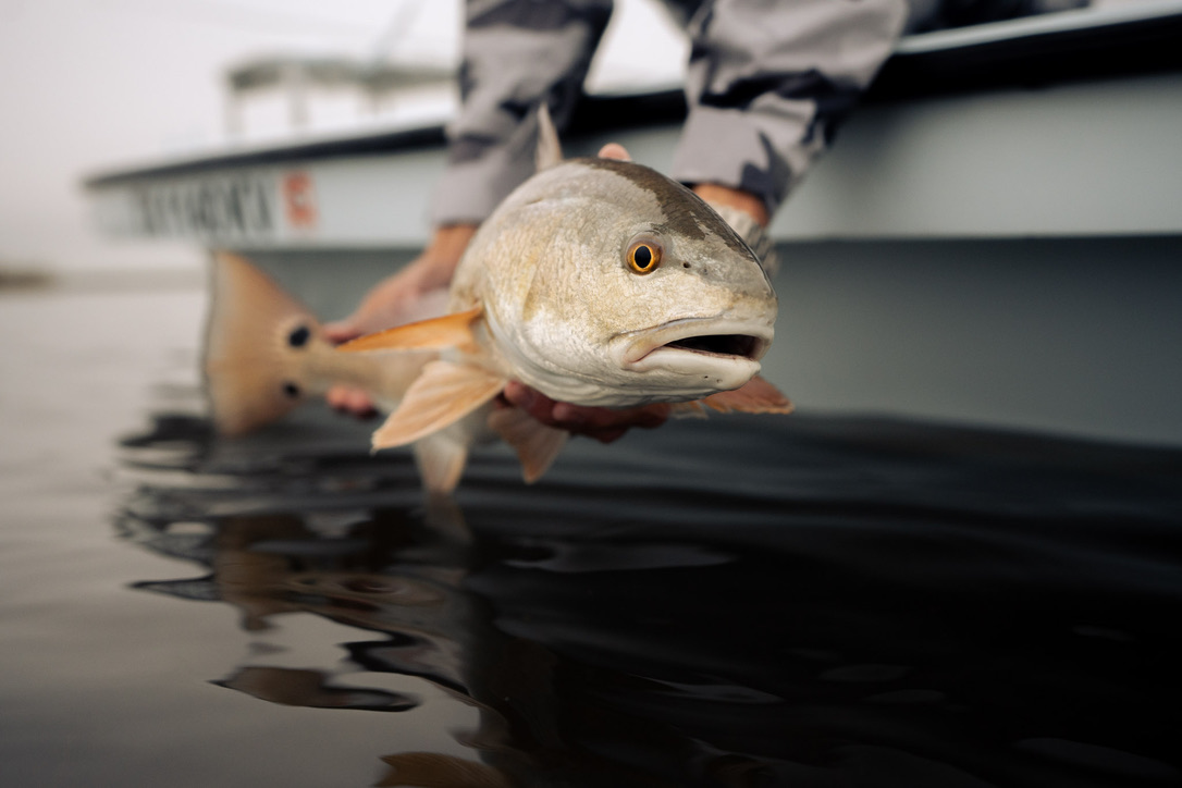 Bucket-List Saltwater Species BirdDog