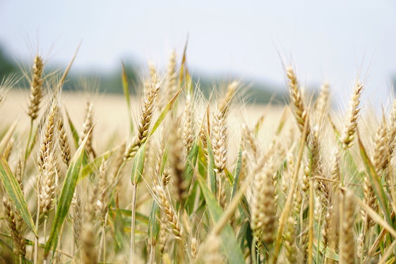Agricultural land managed through BirdDog platform