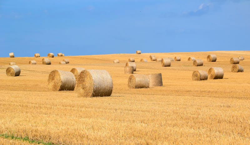 How BirdDog Boosts Farming and Cattle Benefits for Landowner  BirdDog