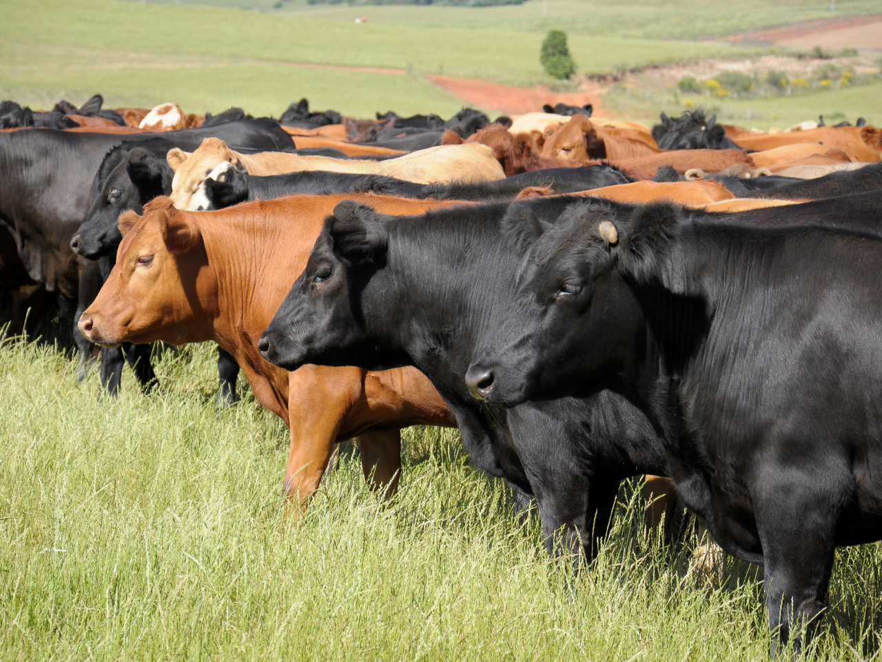 How to Start Making Money on Your Land  BirdDog