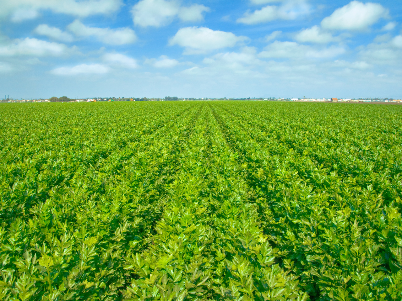 Agricultural land managed through BirdDog platform
