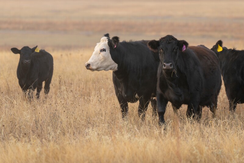 Hunting guide and sportsman on managed land BirdDog