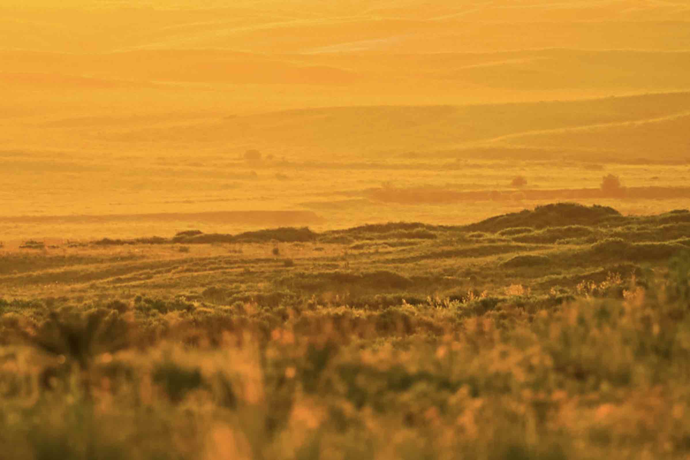 Beyond Hunting: How to Put Your Land to Work BirdDog