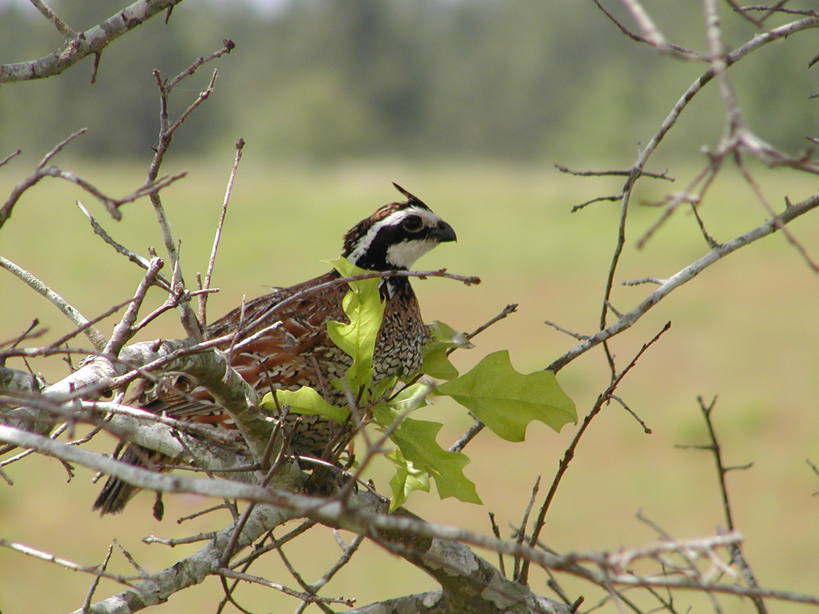 Guided Quail Hunts