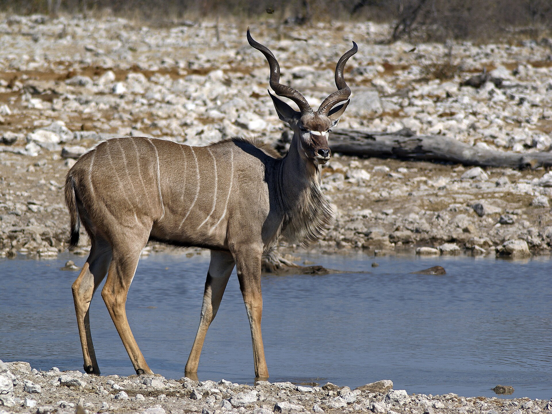 Platinum Camo Hunting Experience