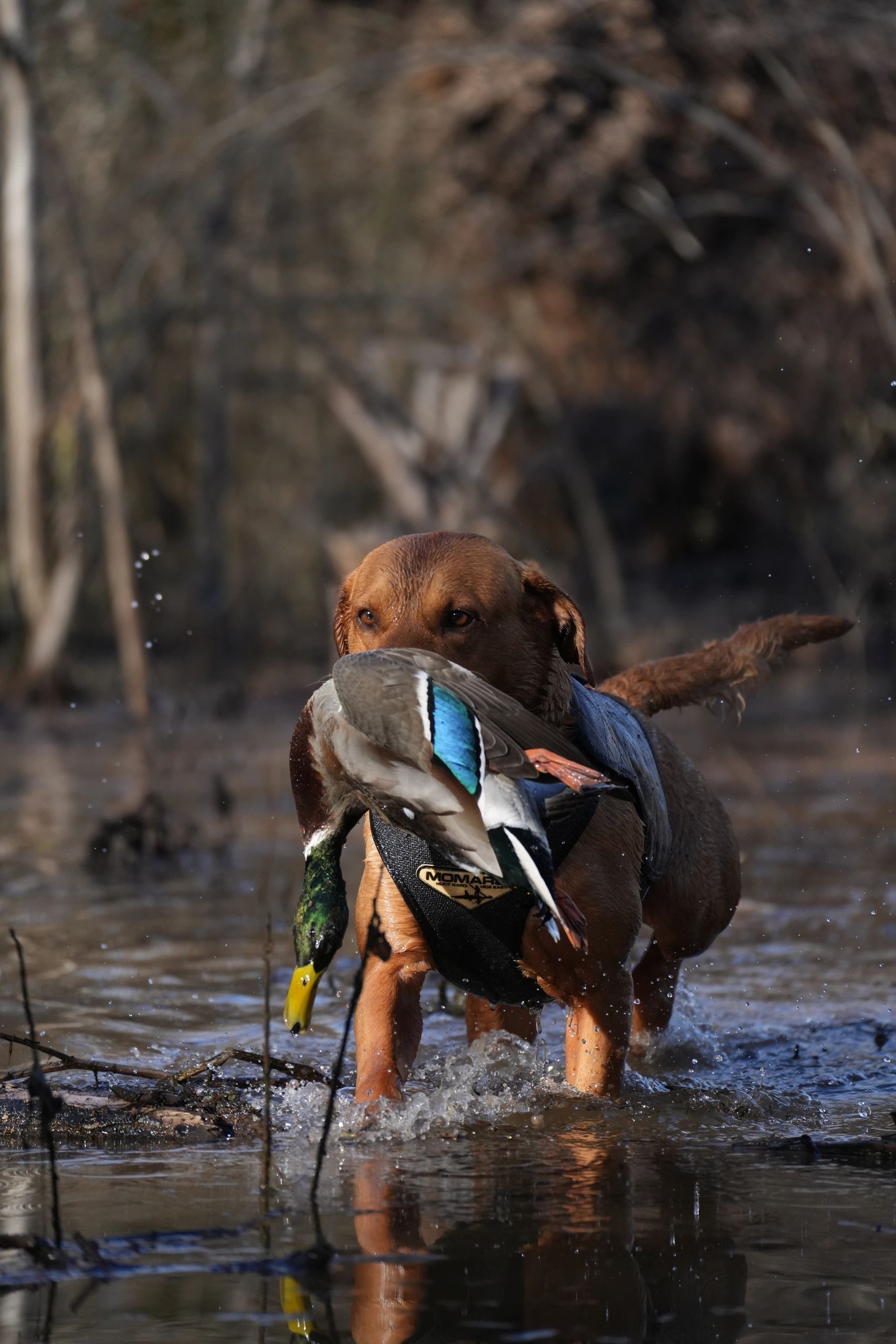 Arkansas Timber Duck Hunting
