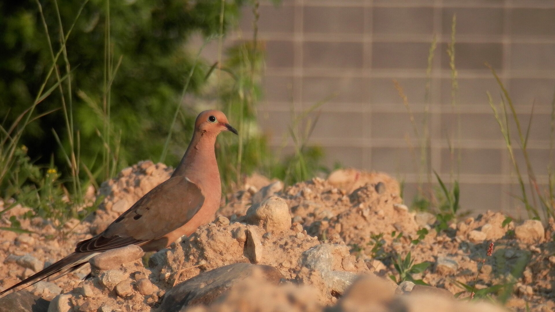 Dove Hunting Charters