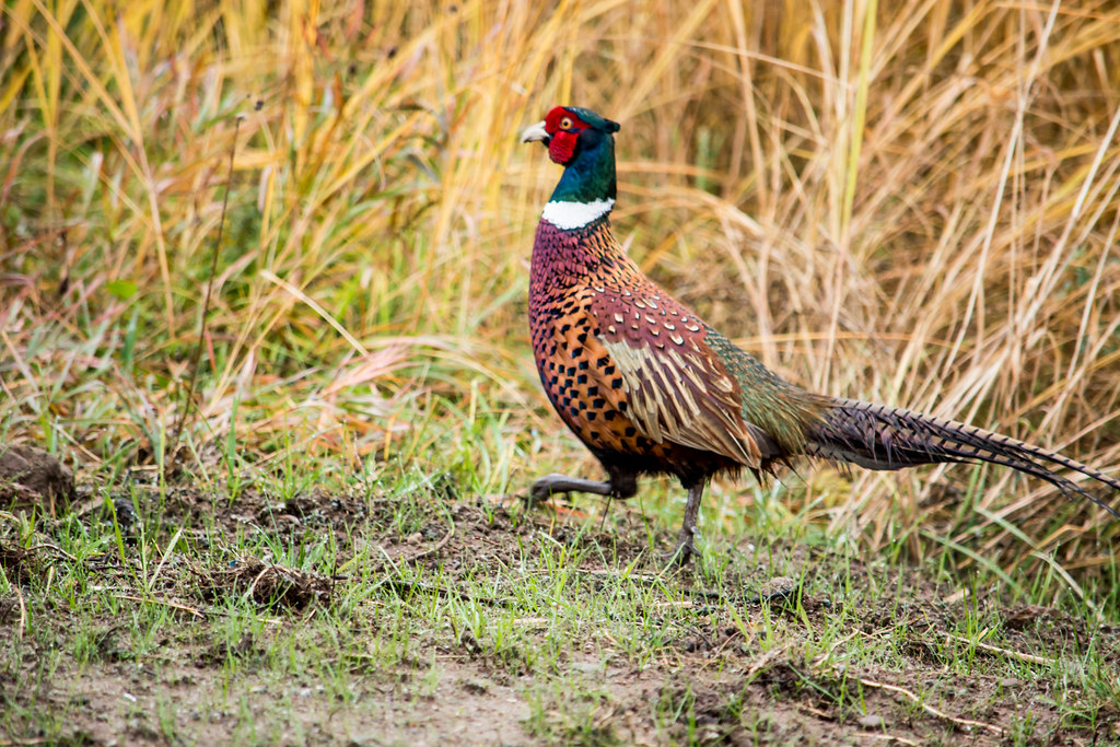 Upland Hunts at Crimson Acres Hunting Preserve
