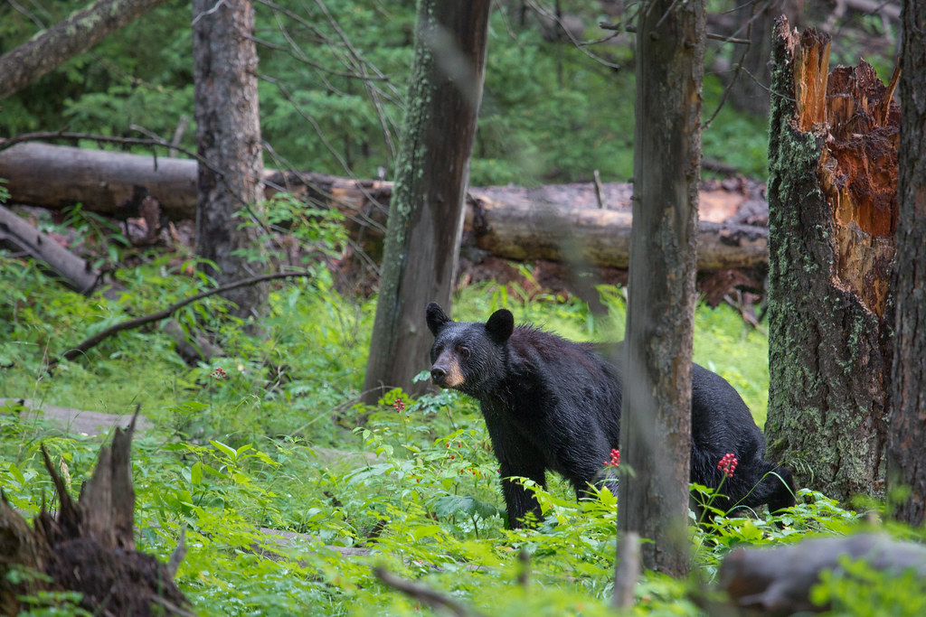 Spot and Stalk Bear Hunt