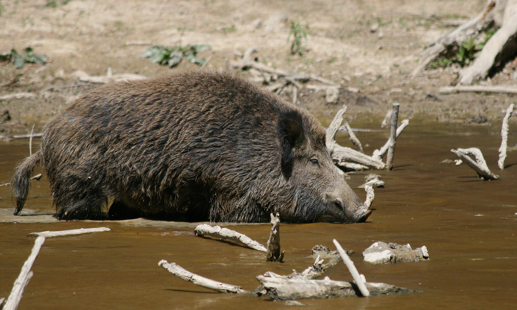 Thermal Hog Hunt