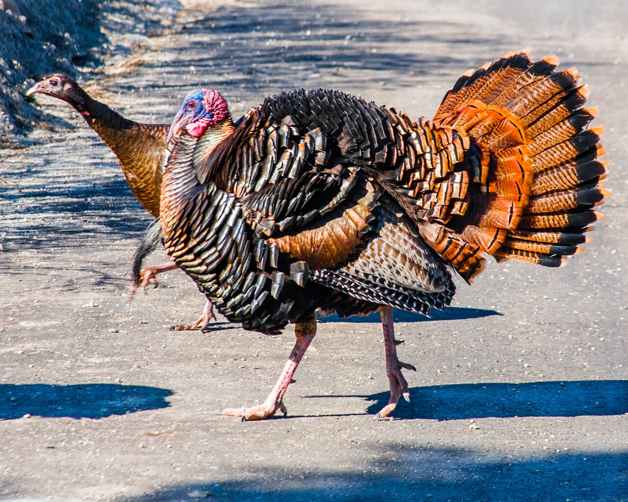 Turkey Hunt