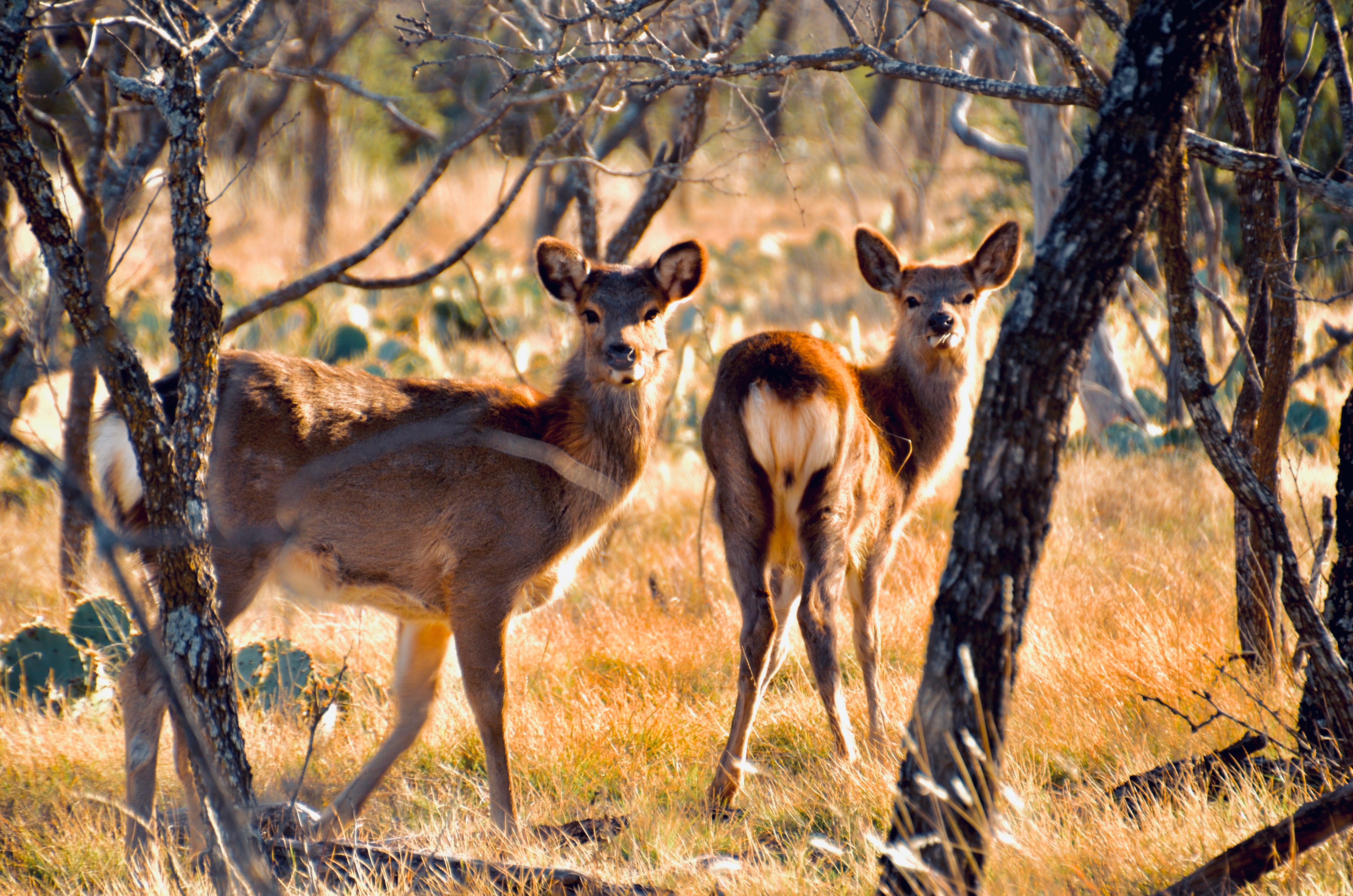 Whitetail Deer - guided