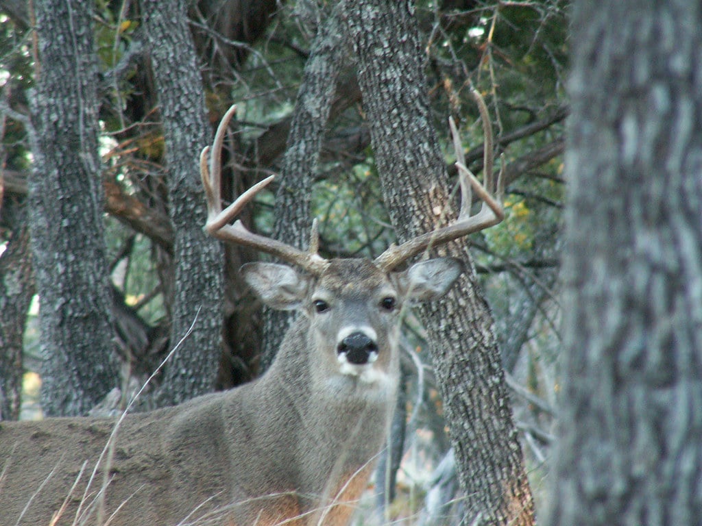 Trophy Whitetail Buck Hunt