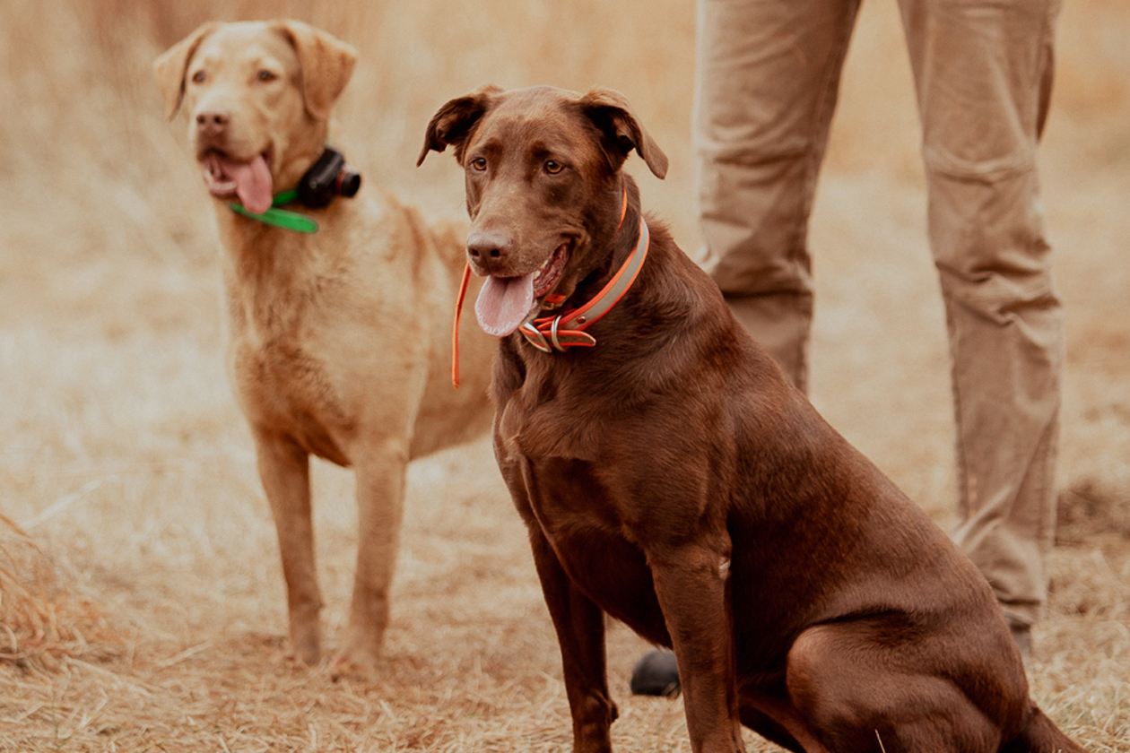 Quail Hunts at Selwood Farm