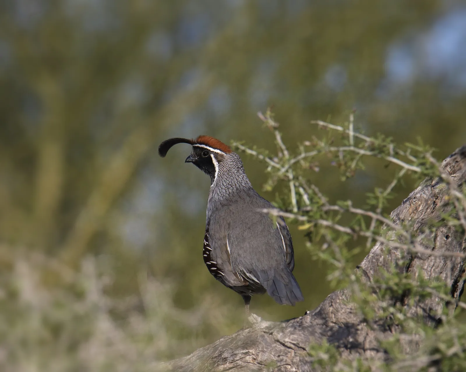 DIY Quail Hunt